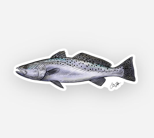 Sea Trout Drawing Decal