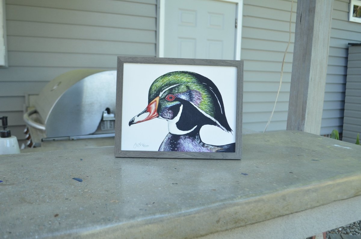 Wood Duck Print - Jaybo Art