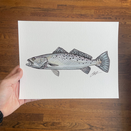 Open Edition: Sea Trout Print