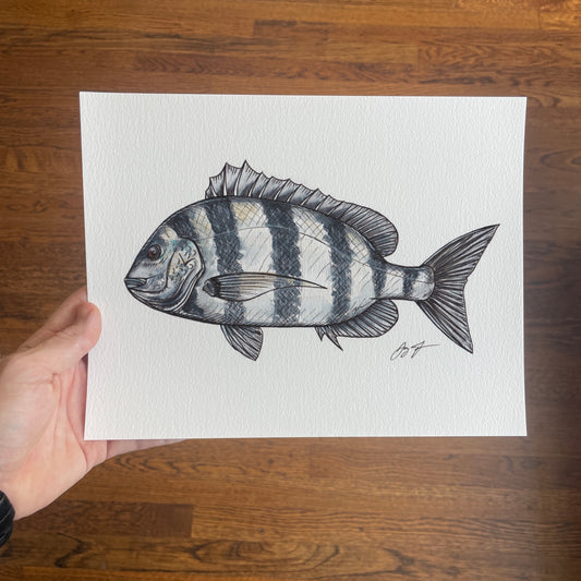 Open Edition: Sheepshead Print