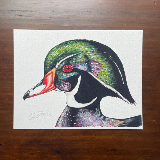 Wood Duck Print
