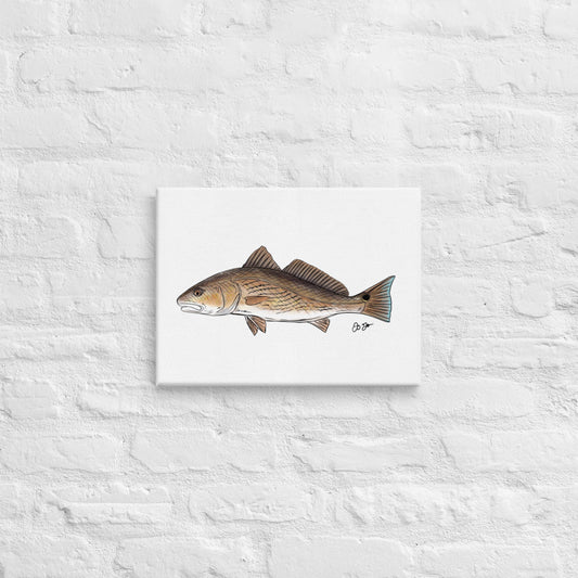 Redfish Canvas Print - Jaybo Art