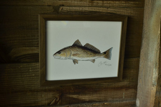 Redfish Print (Frame not included) - Jaybo Art